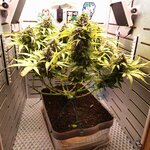 Амнезия.jpg Амнезия.jpg