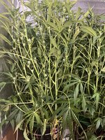 6 — копия.jpg