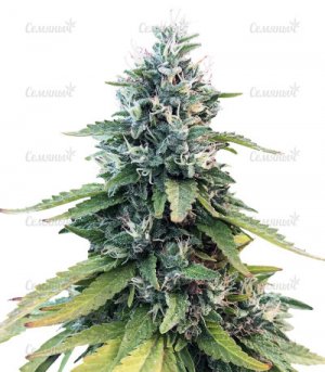 Gorilla.jpg Gorilla.jpg