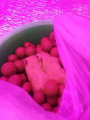 IMG_20220603_154613_282_copy_600x800.jpg IMG_20220603_154613_282_copy_600x800.jpg