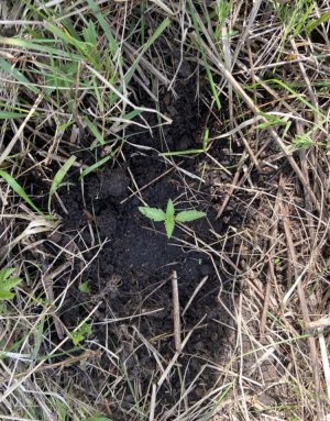 3.06.22лес 2.jpeg 3.06.22лес 2.jpeg