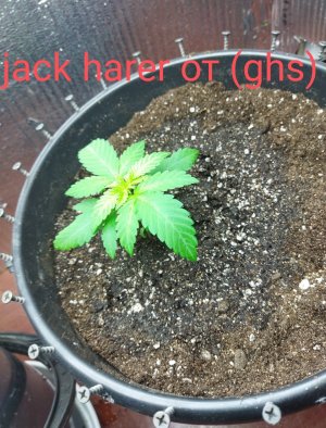 IMG_20220605_092209.jpg IMG_20220605_092209.jpg