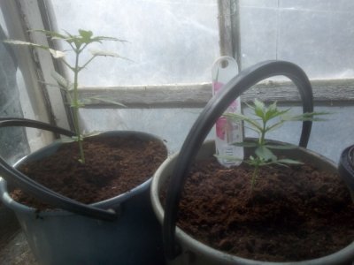 IMG_20220605_094955.jpg IMG_20220605_094955.jpg