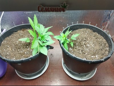 IMG_20220607_180833.jpg IMG_20220607_180833.jpg