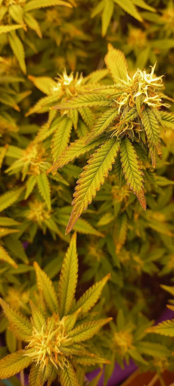 photo_2022-06-07_16-38-54.jpg photo_2022-06-07_16-38-54.jpg