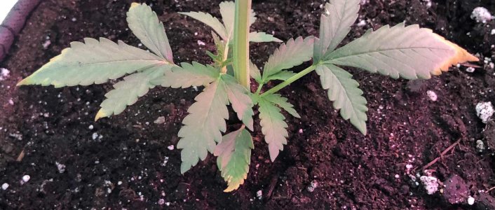 D5923234-6475-49AA-B6EA-7723838A2033.jpeg D5923234-6475-49AA-B6EA-7723838A2033.jpeg