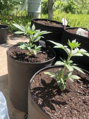 D417B4D2-4833-4424-B64D-6984EA2BACAA.jpeg D417B4D2-4833-4424-B64D-6984EA2BACAA.jpeg