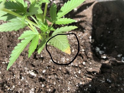 9F23000B-8A74-471C-80C3-E4AE2DB371B6.jpeg 9F23000B-8A74-471C-80C3-E4AE2DB371B6.jpeg