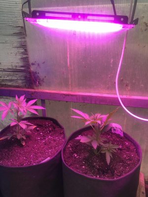 C6AEA5A3-6252-4F78-BC14-E17C9E3E6433.jpeg C6AEA5A3-6252-4F78-BC14-E17C9E3E6433.jpeg