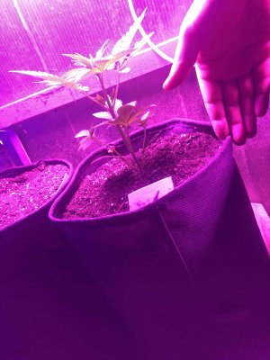 707BFC8D-201F-4D1B-BF04-A6FD546FE25E.jpeg 707BFC8D-201F-4D1B-BF04-A6FD546FE25E.jpeg