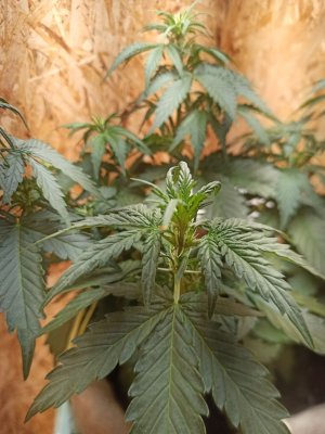 photo_2022-06-09_22-13-15.jpg photo_2022-06-09_22-13-15.jpg