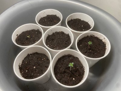 8A97EAF3-1969-480B-A951-A0894CD3C473.jpeg 8A97EAF3-1969-480B-A951-A0894CD3C473.jpeg