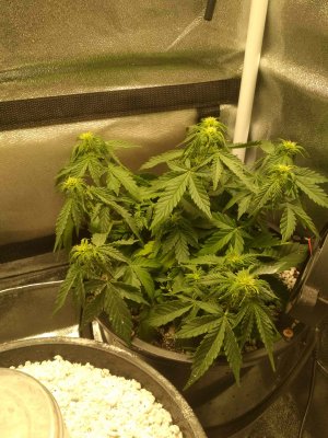 IMG_20220612_070851.jpg IMG_20220612_070851.jpg