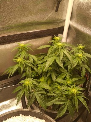 IMG_20220612_174551.jpg IMG_20220612_174551.jpg