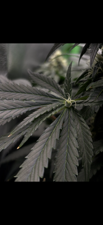 IMG_7541.PNG IMG_7541.PNG