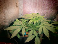 Летим в Астрал