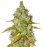 1773301437898.png 1773301437898.png