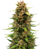 1773301453747.png 1773301453747.png