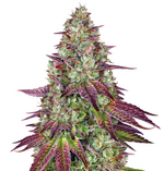 1773301478281.png 1773301478281.png