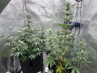 Special Tangie и Auto AK