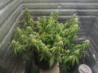 IMG_20260313_001322.jpg IMG_20260313_001322.jpg