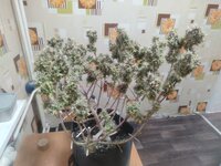 IMG_20260313_024603.jpg IMG_20260313_024603.jpg