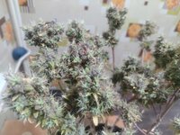 IMG_20260313_024615.jpg IMG_20260313_024615.jpg