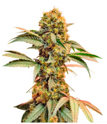 1773398778471.png 1773398778471.png