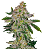 1773401886770.png 1773401886770.png