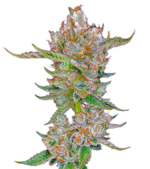 1773402895554.png 1773402895554.png