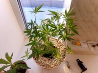 Бомбочка☘️🌲