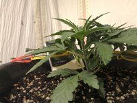 11 бедных роз