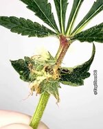 IMG_0623.jpeg IMG_0623.jpeg