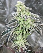 IMG_3421.jpeg IMG_3421.jpeg