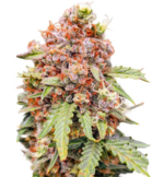 1773559296246.png 1773559296246.png