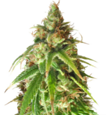 1773559300302.png 1773559300302.png