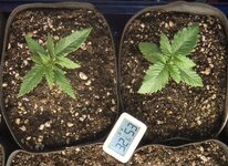 DSCF0252а.jpg DSCF0252а.jpg