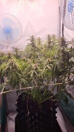 Motor Breath by Anchelo