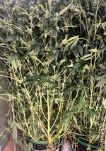 2 — копия.jpg