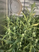 Кислая ревность на DWC