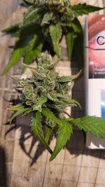 Печень после которой Радуга на душе