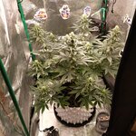 иноТяночк∆