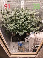 Сибирский гров. Первый фотик на кокосе.