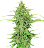 1773762183412.png 1773762183412.png