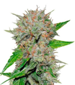 1773762197107.png 1773762197107.png