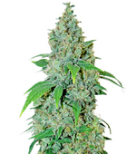 1773765941046.png 1773765941046.png