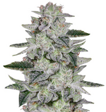 1773765959060.png 1773765959060.png