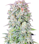 1773765975231.png 1773765975231.png