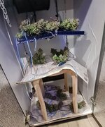 Moon 🌙 как Cookies 🍪 или Moonshine Cookies Auto