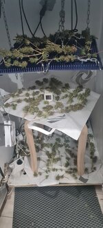 Горилла украла Ягоды 🍓